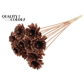QC Shola Marguerite Tournesol sur tige | Couleur: Cuivré | Shola Marguerite Tournesol | Diamètre 6 centimeter | Longueur ± 50 centimeter | 10 tiges d'appoint par botte | Par botte