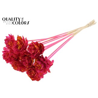 QC Shola Dahlia op stok | Kleur: Gespetterd Kerskleurig Geel | Shola Dhalya | Diameter 6 centimeter | Lengte ± 50 centimeter | 10 bijstekers per bos | Per bos