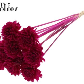 QC Shola Houten Zinnia op stok | Kleur: Lilakleurig | Shola Zinia Bijsteker | Diameter bloem 6 centimeter | Lengte bijsteker ± 50 centimeter | 10 bijstekers per bos