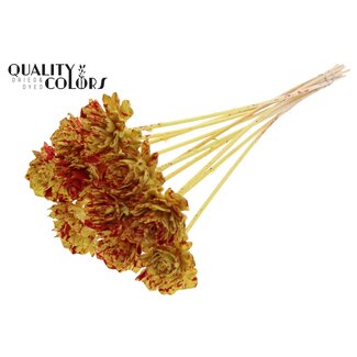 QC Shola Dahlia op stok | Kleur: Gespetterd Geel Rood | Shola Dhalya | Diameter 6 centimeter | Lengte ± 50 centimeter | 10 bijstekers per bos | Per bos