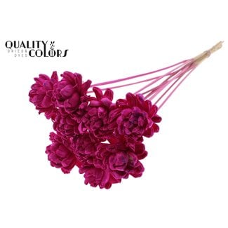 QC Shola Rose am Stiel | Farbe: lilafarben | Shola New Beauty Rose | Durchmesser 6 centimeter | Länge ± 50 centimeter | 10 Blumenstecker pro Bund | Pro Bund