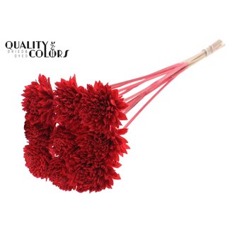 QC Shola Zinnia Flower on stem | Colour: Red | Shola Zinia | Diameter 6 centimetre | Length ± 50 centimetre | 10 picks per bunch | Per bunch