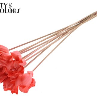QC Shola Houten Rose sur tige | Couleur : Corail | Shola Dear Holly Pique-fleur | Diamètre de la rose 6 centimètres | Longueur du pique-fleur ± 50 centimètres | 10 piques-fleurs par bouquet