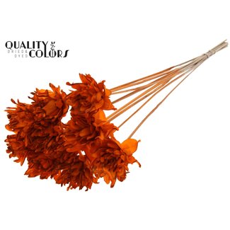 QC Shola Fleur sur tige | Couleur: Orange | Shola Slice Pine | Diamètre 6 centimètre | Longueur ± 50 centimètre | 10 piques d'appoint par botte | Par botte