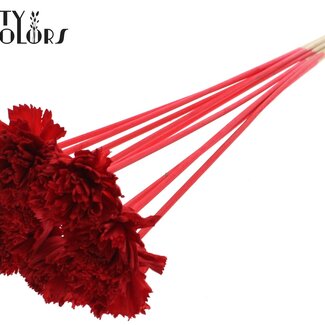 QC Shola Houten Karnish Fleur sur tige | Couleur : Rouge | Shola Karnish Fleur Bijsteker | Diamètre de la fleur 6 centimètres | Longueur du bijsteker ± 50 centimètres | 10 bijstekers par bouquet