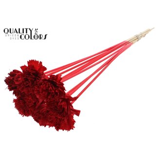 QC Shola Karnish Fleur sur tige | Couleur: Rood | Diamètre 6 centimètre | Longueur ± 50 centimètre | 10 pique-fleurs par bouquet | Par bouquet