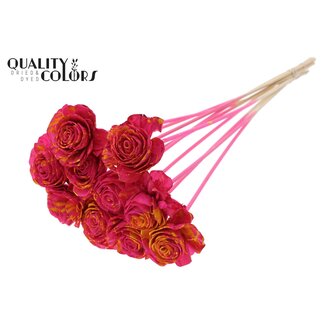 QC Shola Rose on stem | Colour: Speckled Cherry-coloured Yellow | Shola Beauty Rose | Diameter 6 centimeter | Length ± 50 centimeter | 10 additional picks per bunch | Per bunch