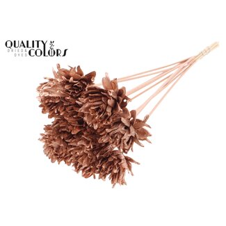 QC Fleur Shola sur tige | Couleur: Cuivré | Shola Slice Pine | Diamètre 6 centimeter | Longueur ± 50 centimeter | 10 tiges d'appoint par bouquet | Par bouquet