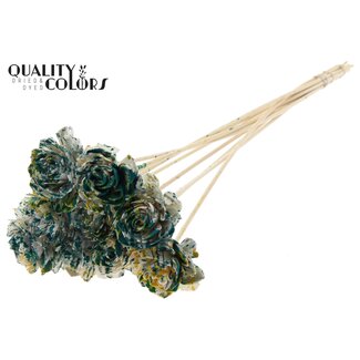 QC Shola Dahlia on stem | Colour: Multicoloured Green Yellow | Shola Dhalya | Diameter 6 centimetre | Length ± 50 centimetre | 10 picks per bunch | Per bunch