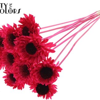 QC Shola Houten Madelief Sonnenblume auf Stiel | Farbe: Kirschfarben | Shola Daisy Sonnenblume Stecker | Blütendurchmesser 6 Zentimeter | Stecker Länge ± 50 Zentimeter | 10 Stecker pro Bund
