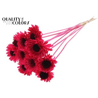QC Shola Madelief Zonnebloem op stok | Kleur: Kerskleurig | Shola Daisy Sunflower | Diameter 6 centimeter | Lengte ± 50 centimeter | 10 bijstekers per bos | Per bos