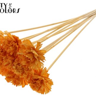 QC Shola Houten Carnation Flower on Stick | Colour: Apricot | Shola Carnation Flower Stake | Flower diameter 6 centimetres | Stake length ± 50 centimetres | 10 stakes per bunch