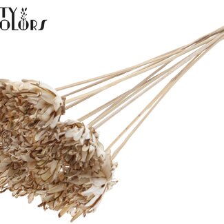 QC Shola Bloem op stok | Kleur: Natuurlijk Wit | Shola Slice Pine | Diameter 6 centimeter | Lengte ± 50 centimeter | 10 bijstekers per bos | Per bos