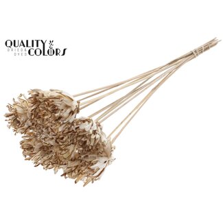QC Shola Bloem op stok | Kleur: Natuurlijk Wit | Shola Slice Pine | Diameter 6 centimeter | Lengte ± 50 centimeter | 10 bijstekers per bos | Per bos