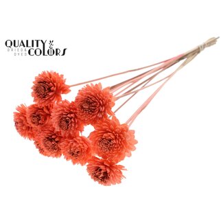 QC Shola Zinnia Fleur sur tige | Couleur : Corail | Shola Zinia | Diamètre 6 centimeter | Longueur ± 50 centimeter | 10 piques d'appoint par bouquet | Par bouquet