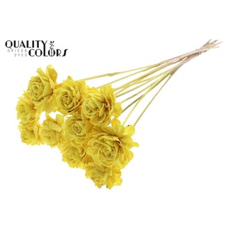 QC Shola Dahlia on stem | Colour: Yellow | Shola Dhalya | Diameter 6 centimetre | Length ± 50 centimetre | 10 picks per bunch | Per bunch