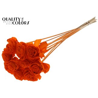 QC Shola Dahlia on stem | Colour: Orange | Shola Dhalya | Diameter 6 centimetre | Length ± 50 centimetre | 10 picks per bunch | Per bunch