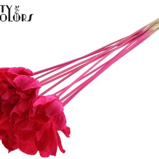 QC Shola Houten Roos op stok | Kleur: Kerskleurig | Shola Dear Holly Bijsteker | Diameter roos 6 centimeter | Lengte bijsteker ± 50 centimeter | 10 bijstekers per bos