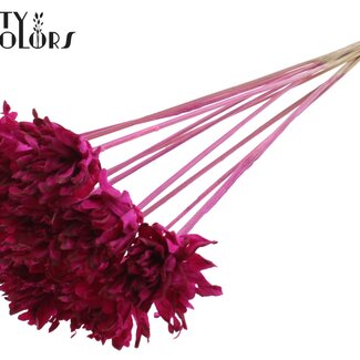 QC Shola Blume am Stiel | Farbe: lilafarben | Shola Slice Pine | Durchmesser 6 centimeter | Länge ± 50 centimeter | 10 Stecker pro Bund | Pro Bund