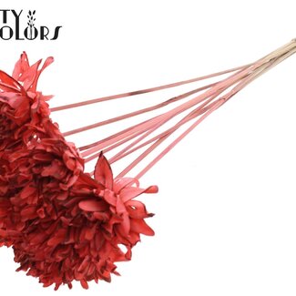 QC Shola Dennenhouten Fleur sur tige | Couleur : Corail | Shola Slice Pine Pique-fleur | Diamètre de la fleur 6 centimètres | Longueur du pique-fleur ± 50 centimètres | 10 piques-fleurs par bouquet