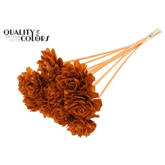 QC Shola Dahlia sur tige | Couleur: Terre cuite | Shola Dhalya | Diamètre 6 centimeter | Longueur ± 50 centimeter | 10 piques par bouquet | Par bouquet