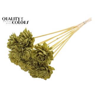QC Shola Dahlia op stok | Kleur: Olijfgroen | Shola Dhalya | Diameter 6 centimeter | Lengte ± 50 centimeter | 10 bijstekers per bos | Per bos