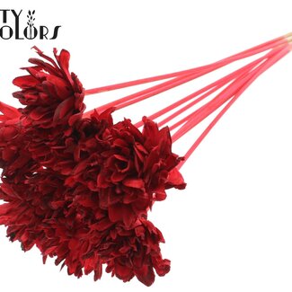 QC Shola Dennenhouten Fleur sur tige | Couleur : Rouge | Shola Slice Pine Pique | Diamètre de la fleur 6 centimètres | Longueur de la pique ± 50 centimètres | 10 piques par bouquet
