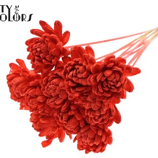 QC Shola Wooden Rose on Stem | Colour: Coral | Shola New Beauty Rose Stem | Rose Diameter 8 centimetres | Stem Length ± 50 centimetres | 10 stems per bunch