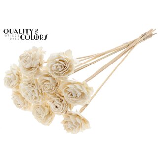 QC Shola Dahlia op stok | Kleur: Natuurlijk Wit | Shola Dhalya | Diameter 6 centimeter | Lengte ± 50 centimeter | 10 bijstekers per bos | Per bos