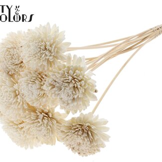 QC Shola Zinnia Blume auf Stiel | Farbe: Natuurlijk Weiß | Shola Zinia | Durchmesser 8 centimeter | Länge ± 50 centimeter | 10 Steckblumen pro Bund | Pro Bund