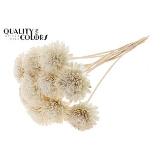 QC Shola Zinnia Fleur sur tige | Couleur : Blanc Naturel | Shola Zinia | Diamètre 8 centimeter | Longueur ± 50 centimeter | 10 piques d'appoint par bouquet | Par bouquet