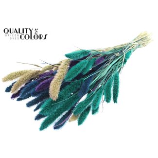 QC Dried Setaria “Scandinavian Mix” | Colour: Mixed Colours | Setaria Dried Flowers | Length ± 70 centimetres | Weight 210 grams | Per bunch