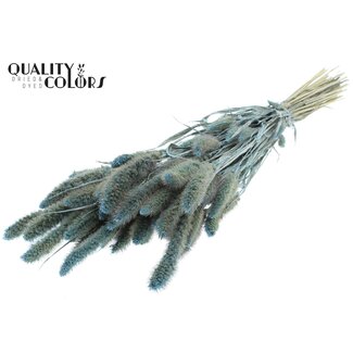 QC Dried Setaria | Colour: Pearl Light Blue | Setaria Dried Flowers | Length ± 70 centimetres | Weight 210 grams | Per bunch