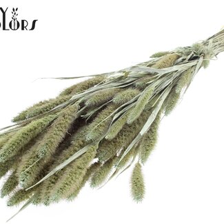 QC Gedroogde Setaria | Kleur: Pearl Mintgroen | Setarea Droogbloemen | Lengte ± 70 centimeter | Gewicht 210 gram | Per bos