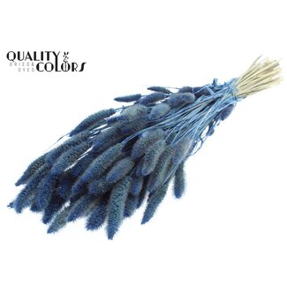 QC Getrocknete Setaria | Farbe: Perlenblau | Setaria Trockenblumen | Länge ± 70 Zentimeter | Gewicht 210 Gramm | Pro Bund