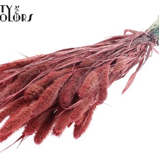 QC Gedroogde Setaria | Kleur: Pearl Koraalkleurig | Setarea Droogbloemen | Lengte ± 70 centimeter | Gewicht 210 gram | Per bos