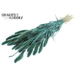 QC Gedroogde Setaria | Kleur: Pearl Turquoise | Setarea Droogbloemen | Lengte ± 70 centimeter | Gewicht 210 gram | Per bos