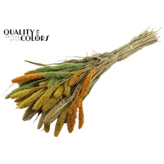 QC Dried Setaria “Summer Mix” | Colour: Mixed Colours | Setaria Dried Flowers | Length ± 70 centimetres | Weight 210 grams | Per bunch