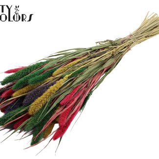 QC Getrocknete Setaria „Bunt 2“ | Farbe: Gemischte Farben | Setaria Trockenblumen | Länge ± 70 Zentimeter | Gewicht 210 Gramm | Pro Bund