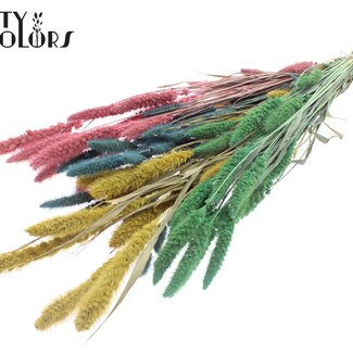 QC Getrocknete Setaria „Pastel Prism“ | Farbe: Gemischte Farben | Setaria Trockenblumen | Länge ± 70 Zentimeter | Gewicht 210 Gramm | Pro Bund