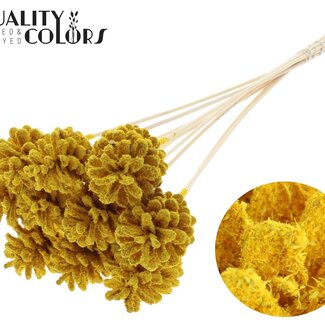 QC Pine cone on stick | Colour: Sawdust Yellow | Diameter 5 - 7 centimetres | Length ± 50 centimetres | 10 picks per bunch
