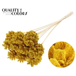 QC Pine cone on stick | Colour: Sawdust Yellow | Diameter 5 - 7 centimetres | Length ± 50 centimetres | 10 picks per bunch