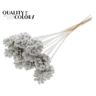 QC Pine cone on stick | Colour: White with Snow | Diameter 5 - 7 centimetres | Length ± 50 centimetres | 10 picks per bunch