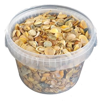 QC North Sea Shells in Reusable Bucket | Colour: Yellow | Bucket content 3 liter | Per bucket