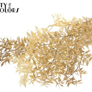 QC Getrockneter Ruscus | Farbe: Natur | Ruscus Trockenblumen | Länge ± 70 Zentimeter | 10 Zweige pro Bund | Pro 5 Bunde