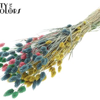 QC Getrocknete Phalaris "Pastel Prism" | Farbe: Gemischte Farben | Kanariengras Trockenblumen | Länge ± 60 Zentimeter | Gewicht 220 Gramm | Pro Bund