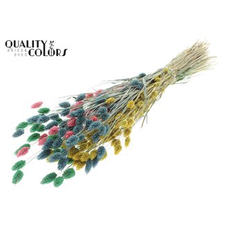 QC Getrocknete Phalaris "Pastel Prism" | Farbe: Gemischte Farben | Kanariengras Trockenblumen | Länge ± 60 Zentimeter | Gewicht 220 Gramm | Pro Bund