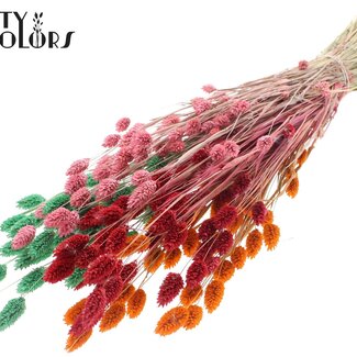 QC Gedroogde Phalaris "Summer Sorbet" | Kleur: Gemengde Kleuren | Kanariegras Droogbloemen | Lengte ± 60 centimeter | Gewicht 220 gram | Per bos
