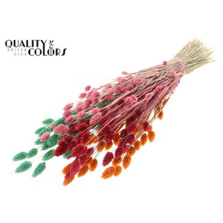 QC Getrocknete Phalaris "Summer Sorbet" | Farbe: Gemischte Farben | Kanariengras Trockenblumen | Länge ± 60 Zentimeter | Gewicht 220 Gramm | Pro Bund