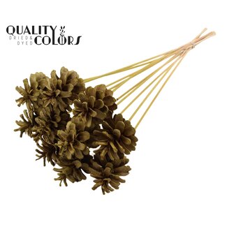 QC Bleached Pine Cone on stick | Colour: Olive Green | Diameter 5 - 7 centimetres | Length ± 50 centimetres | 10 picks per bunch